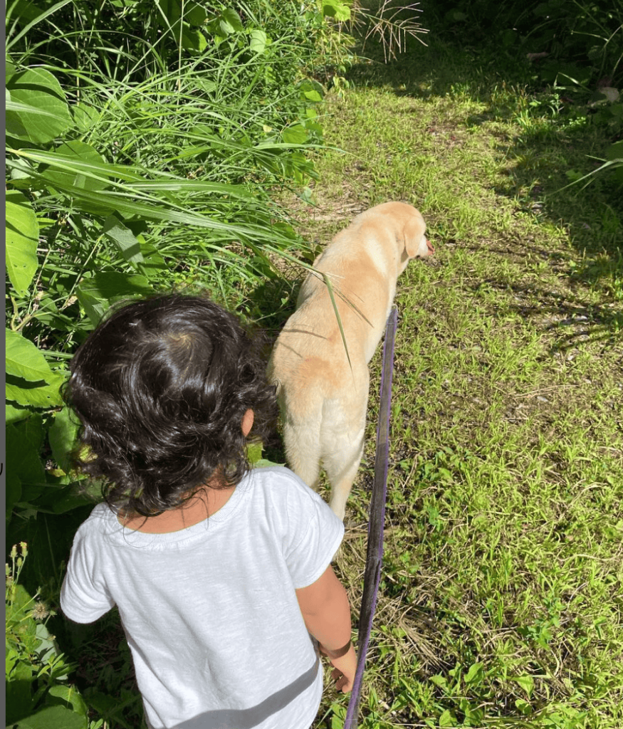 飼い犬のリードを持つ、２歳８ヶ月の道之助くん